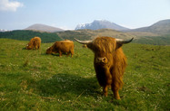 Gallia foto 4